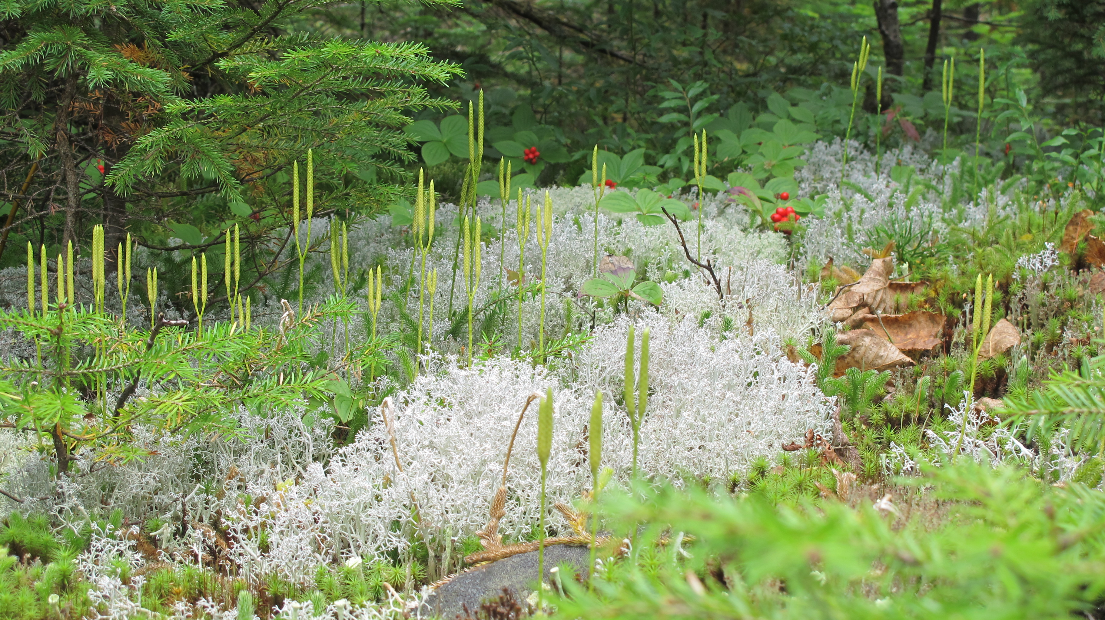 vallée de la Jacques cartier (2)