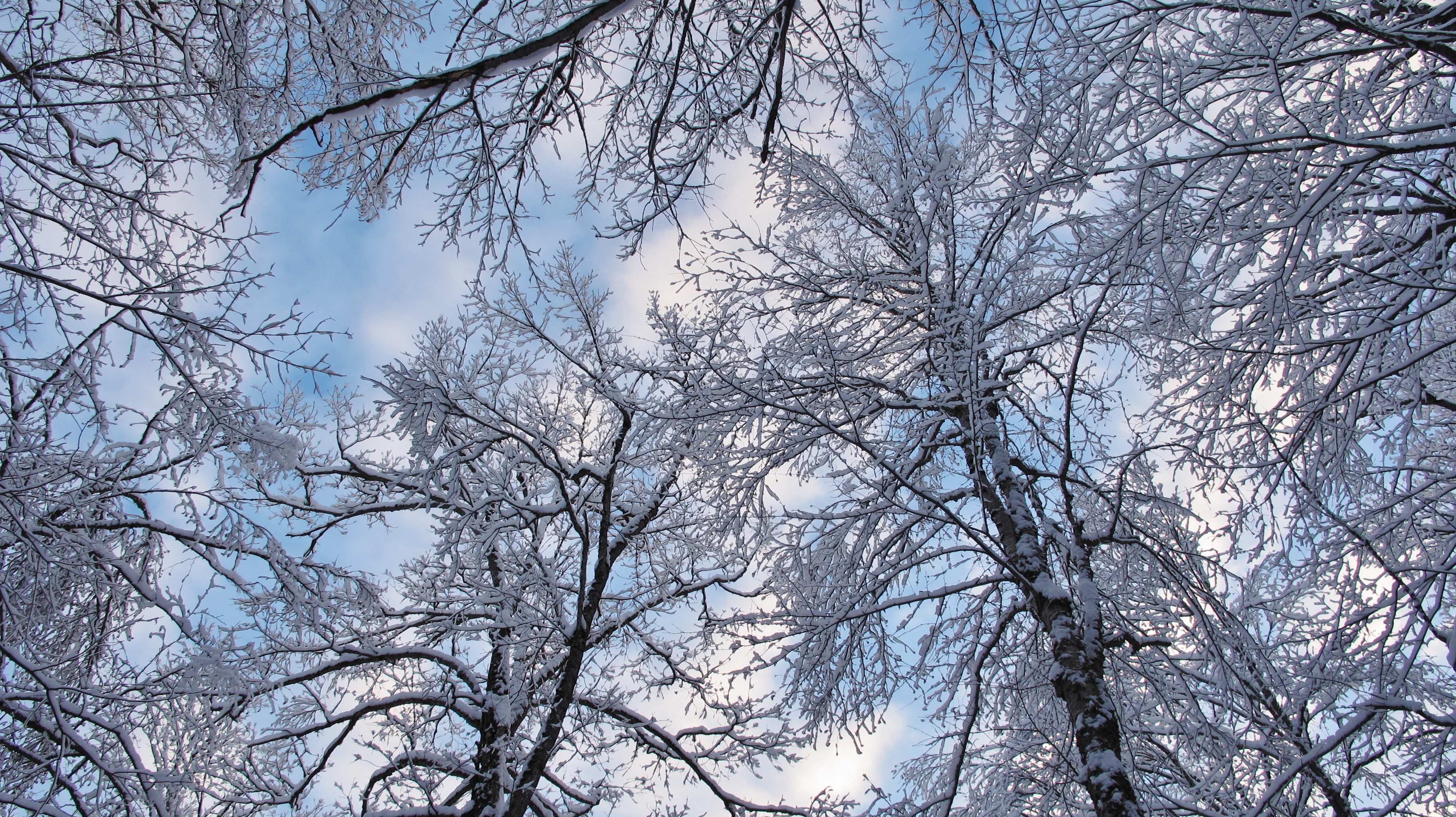 Vue winter arbres